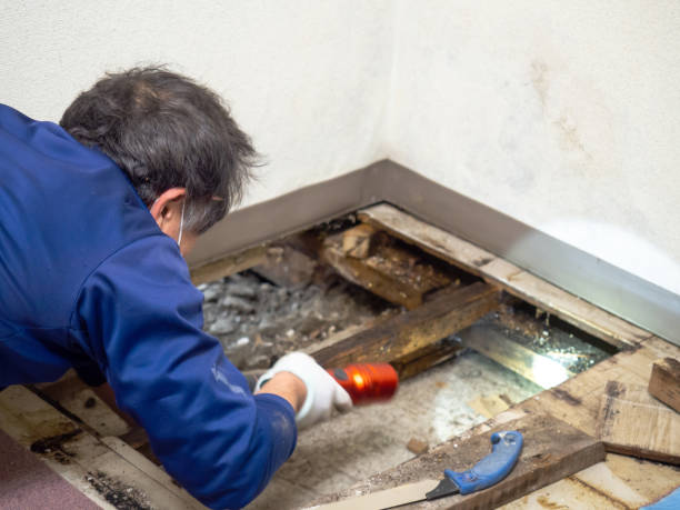 Best Emergency Mold Remediation in St Matthews, KY
