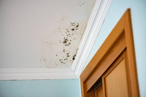 Best Basement Mold Remediation in St Matthews, KY