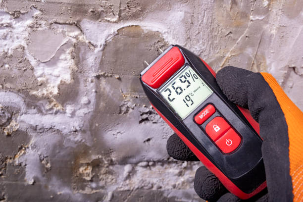 Best Black Mold Remediation in St Matthews, KY