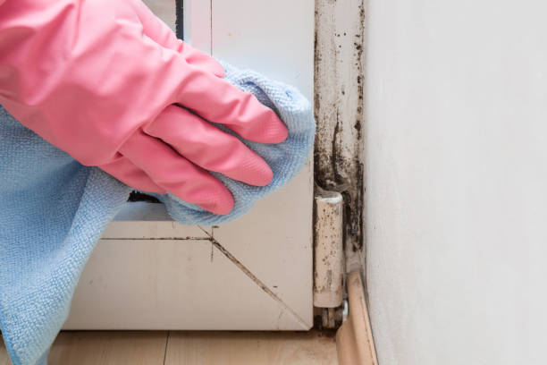 Best Residential Mold Remediation in St Matthews, KY