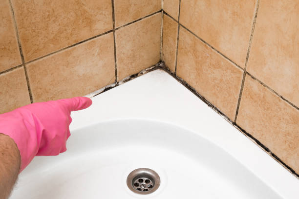 Best Crawl Space Mold Remediation in St Matthews, KY